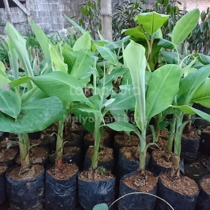 

Bibit tanaman buah pisang cavendish sunpride MMU