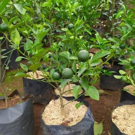 

Bibit pohon jeruk limo - Tanaman buah jeruk lim fres MMU