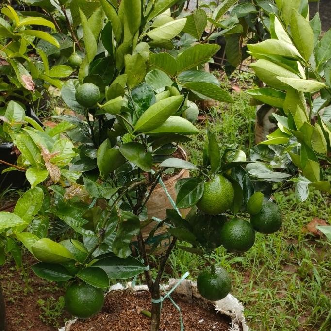

Tanaman buah jeruk baby sankist/sudah berbuah banyak MMU