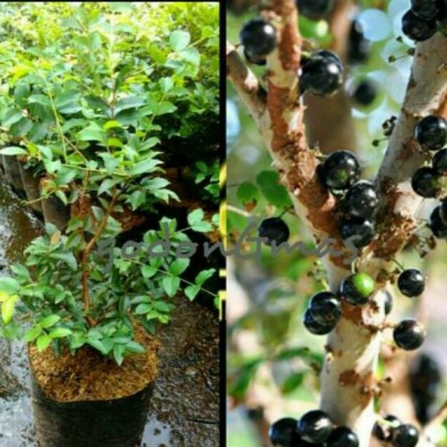 

Bibit Tanaman buah Anggur Bril/Pohon MMU