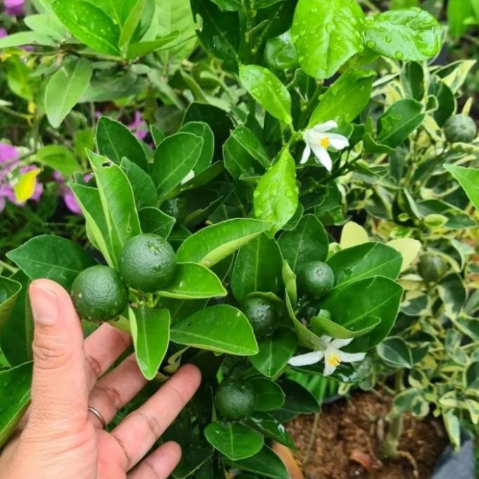 

BIBIT TANAMAN BUAH JERUK KASTURI/KALAMONDE SUDAH BERBUAH MMU