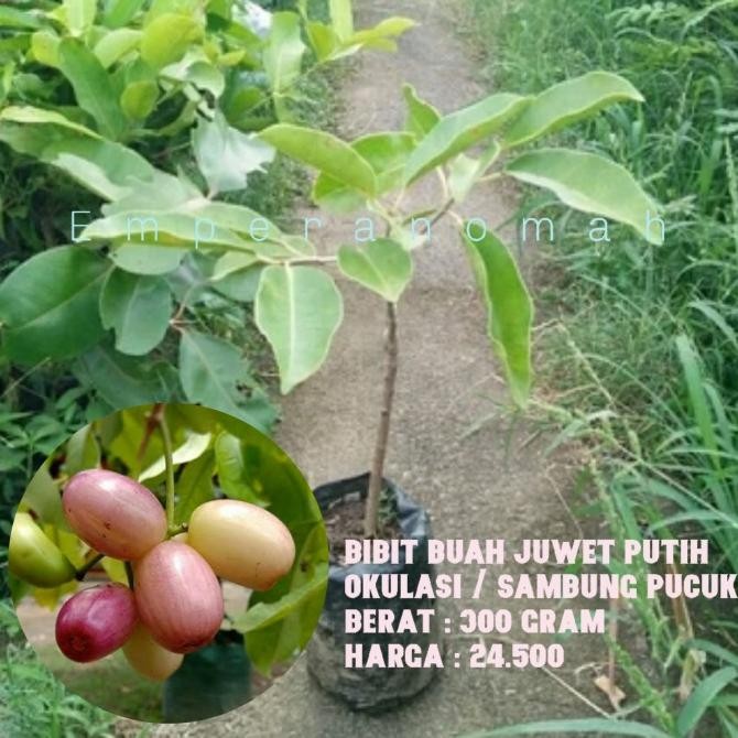 Bibit Buah Juwet Putih Tanaman Buah Duwet Putih dan Hitam Okulasi MMU