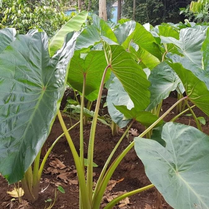 bibit tanaman buah talas bogor asli/pohon talas bogor isi 5 PCS MMU