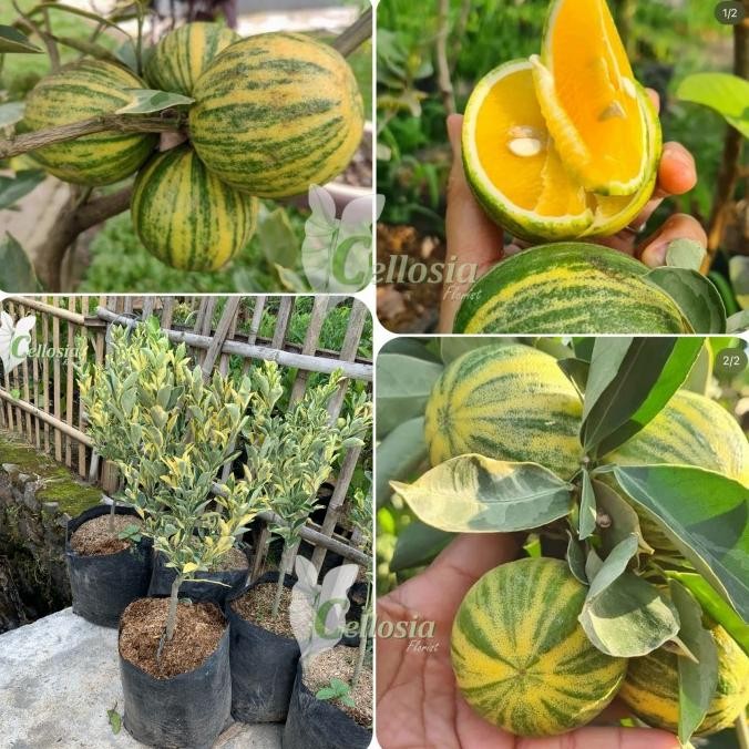 

Bibit Tanaman Buah Jeruk Keprok Varata Sudah Berbuah MMU