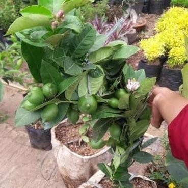 

Tanaman Buah Jeruk Lemon Tree MMU