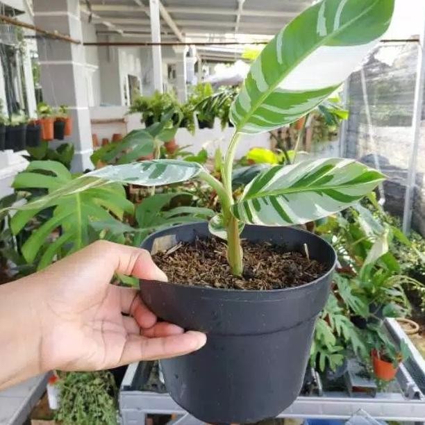 TANAMAN HIAS PISANG VARIEGATA - POHON PISANG VARIEGATA - BUAH MMU