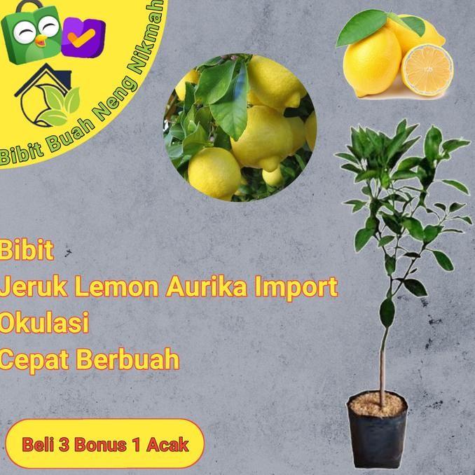 

Bibit Tanaman Buah Jeruk Lemon Import rika imp Okulasi cepat berbuah MMU