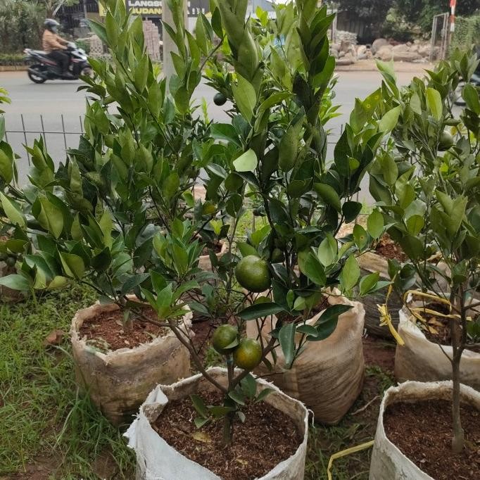 

Tanaman buah jeruk Siam madu/sudah berbuah MMU