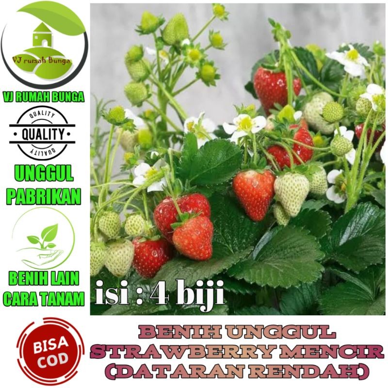 Benih Buah Strawberry Mencir Dataran Rendah Unggul Q0V8