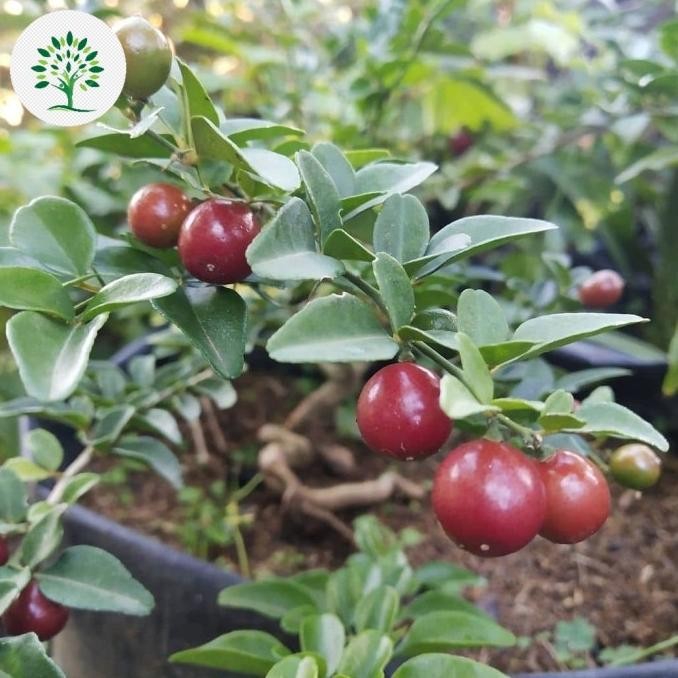 FRES Bibit Tanaman Buah Jeruk Kingkit , Pohon Jeruk Kingkit VALID