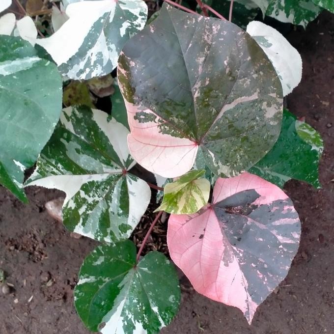 

Spesial Waru Varigata
