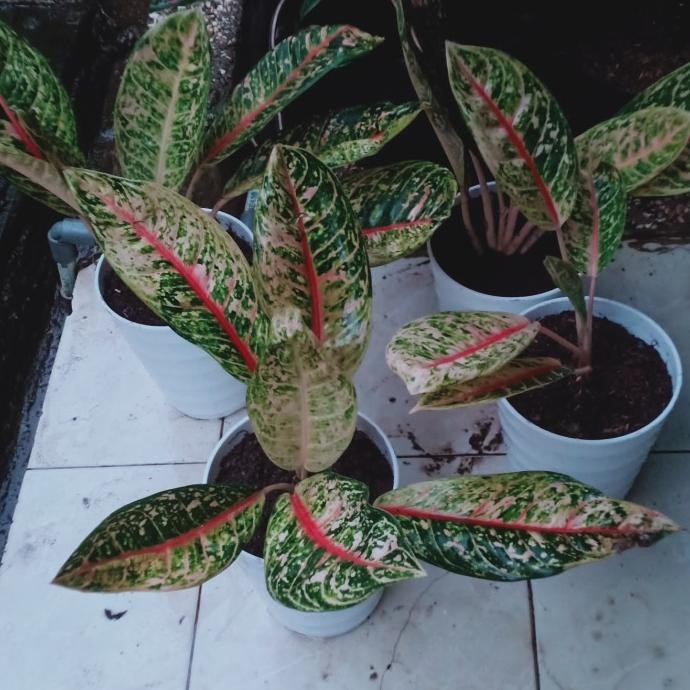 Diskon Aglonema Dona Carmen Mutasi+Pot Putih