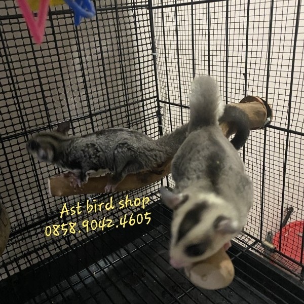 Kayu kopi size kecil untuk kandang sugar glider other & burung