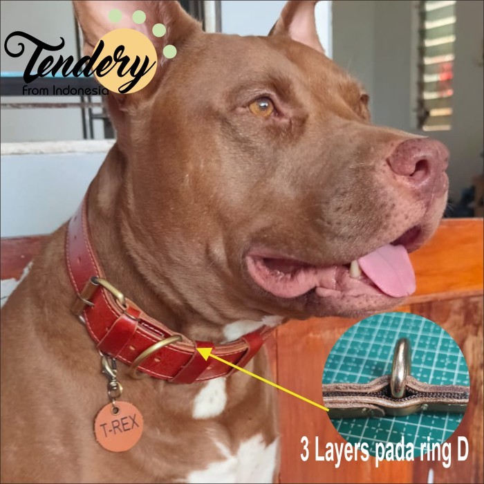 Kalung Anjing / Dog Collar Ras Besar (Size Xl) Pitbull Chow Malamute