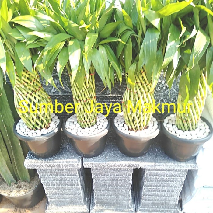 Tanaman Bambu Hoki Besar / Sri Rejeki / Tanaman Hoki