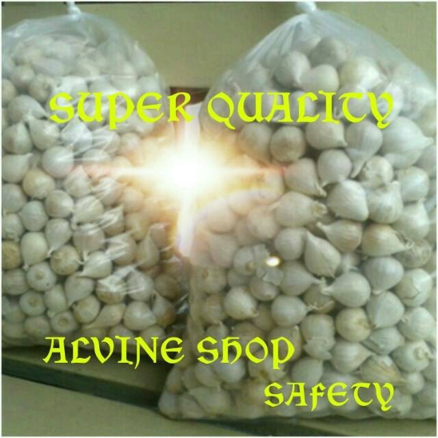 

TERLARIS BAWANG PUTIH LANANG / BAWANG PUTIH TUNGGAL MURAH!!! MURAH