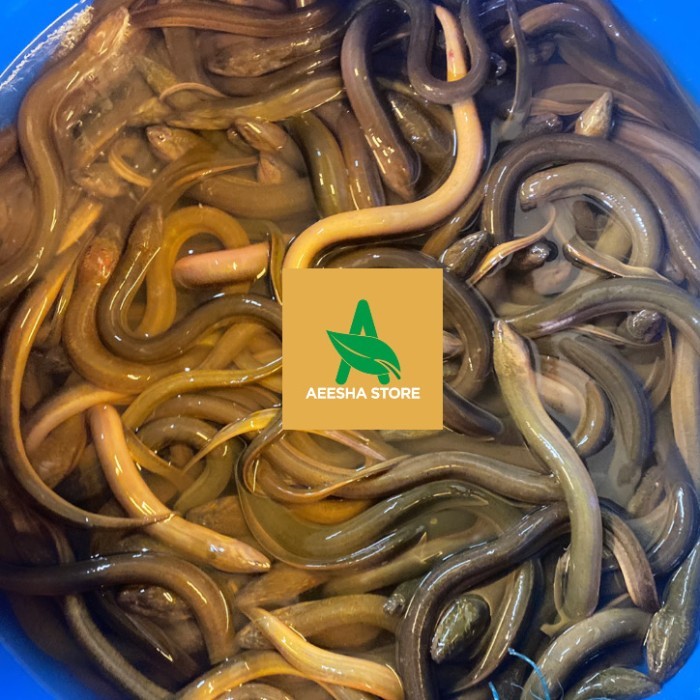 

Ikan Belut Segar Fresh Ell Fish 500gr