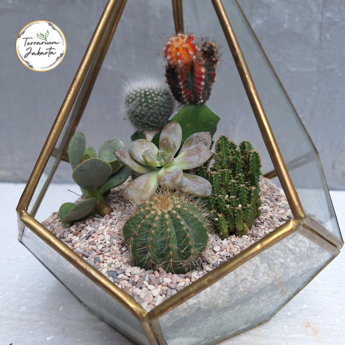 Piramidies - Terrarium Kaktus - Terarium - (DIY) KIT Terrarium