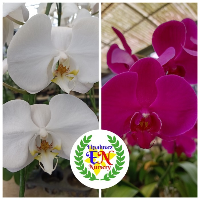 ASLI BIBIT ANGGREK BULAN PUTIH KODE 1321