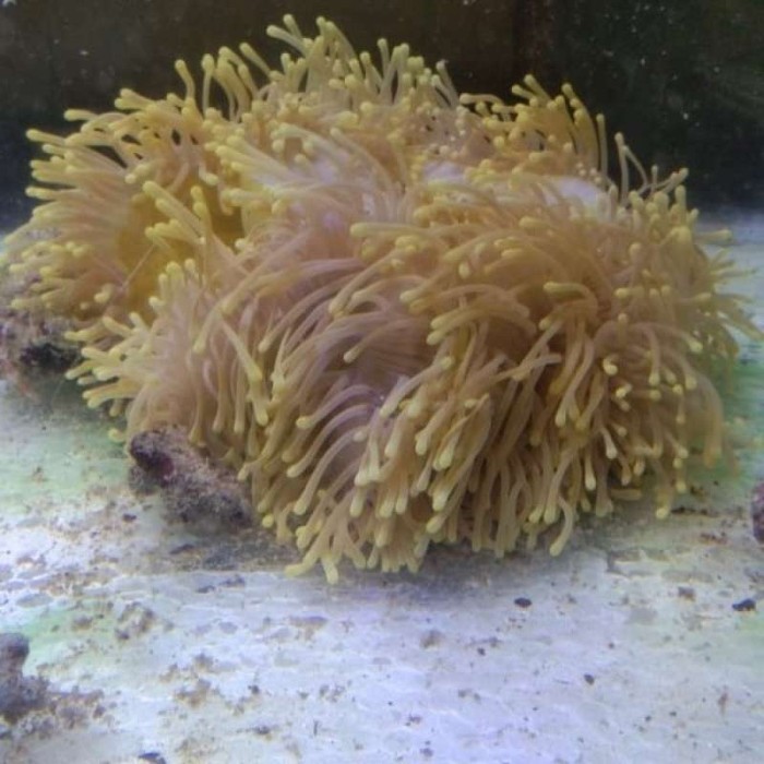 TERBARU Anemon Clown Tip Kuning Rumah Nemo HOT SALE
