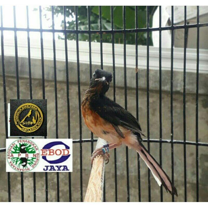 Murai Trotol Prospek Double Ring Apbn plus Sertifikat Yayasan