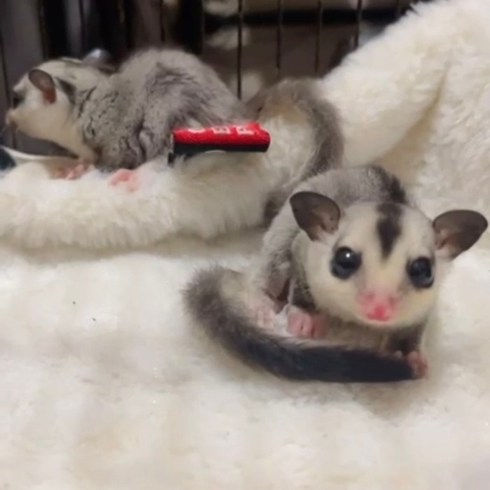 sugar glider white face blonde