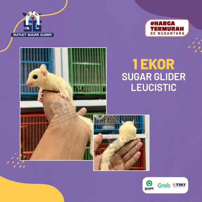 HEWAN SUGAR GLIDER JENIS LEUCISTIC