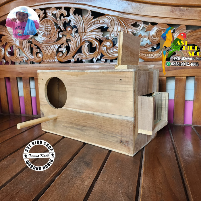 Glodok jalak bali jalak hongkong penempatan kanan