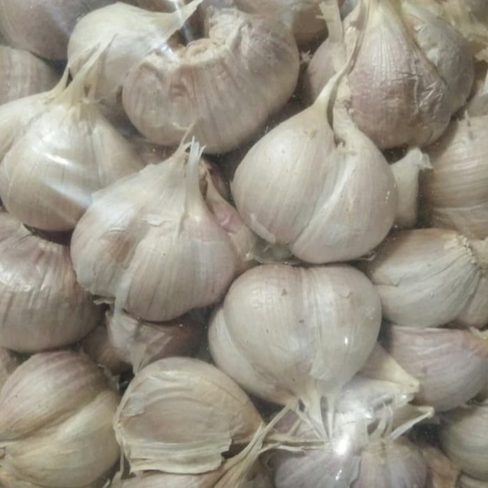 

Harga Termurah Bawang Putih Best Seller