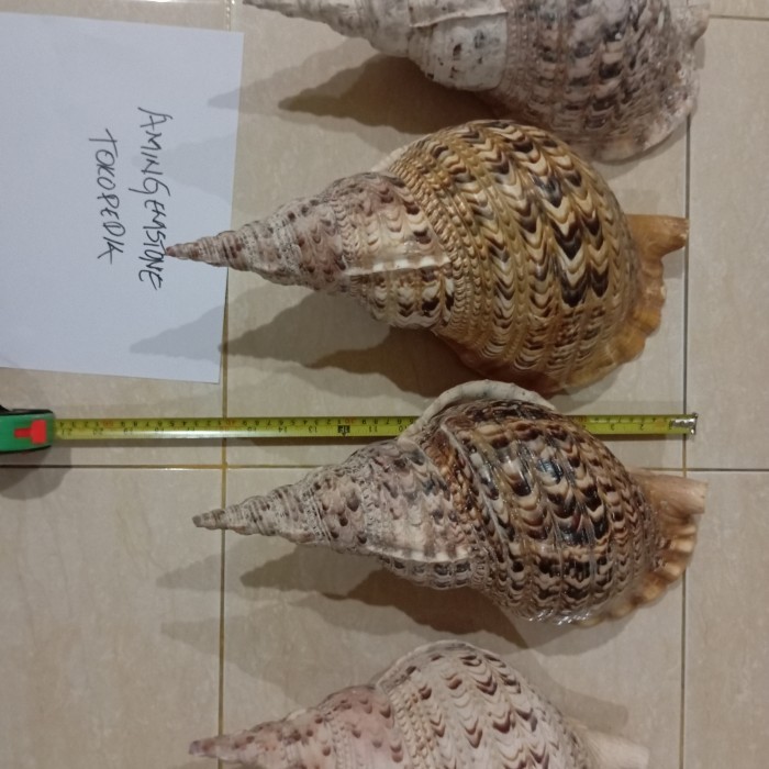 Promo Cangkang Keong Trompet / Triton Sea Shell Jumbo 45- 46 Cm Kode 994