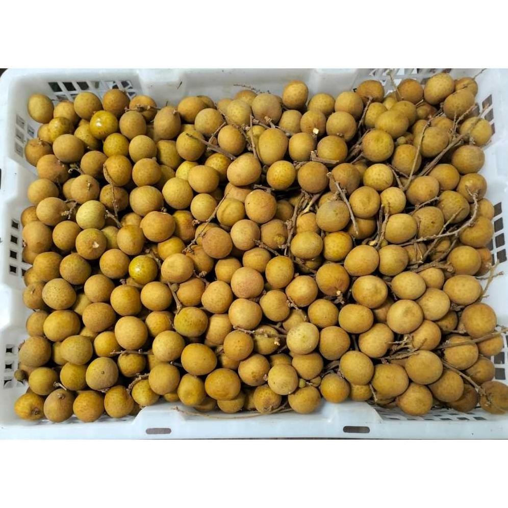

Kelengkeng atau Longan Per Box