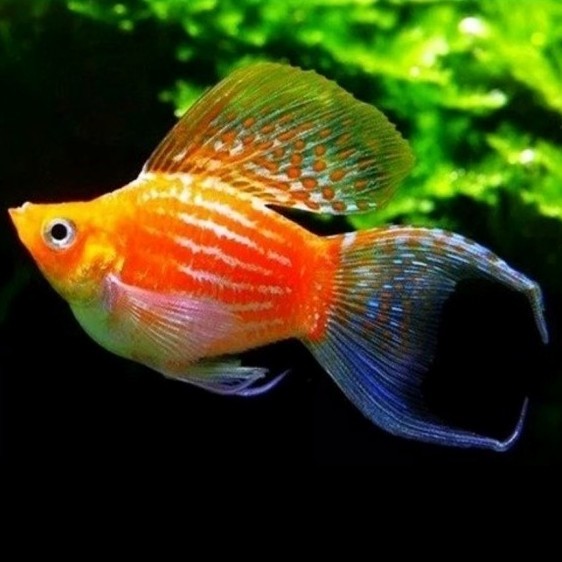 MURAH MOLLY THAILAND IKAN HIAS AQUASCAPE AQUARIUM IMPORT BERKUALITAS