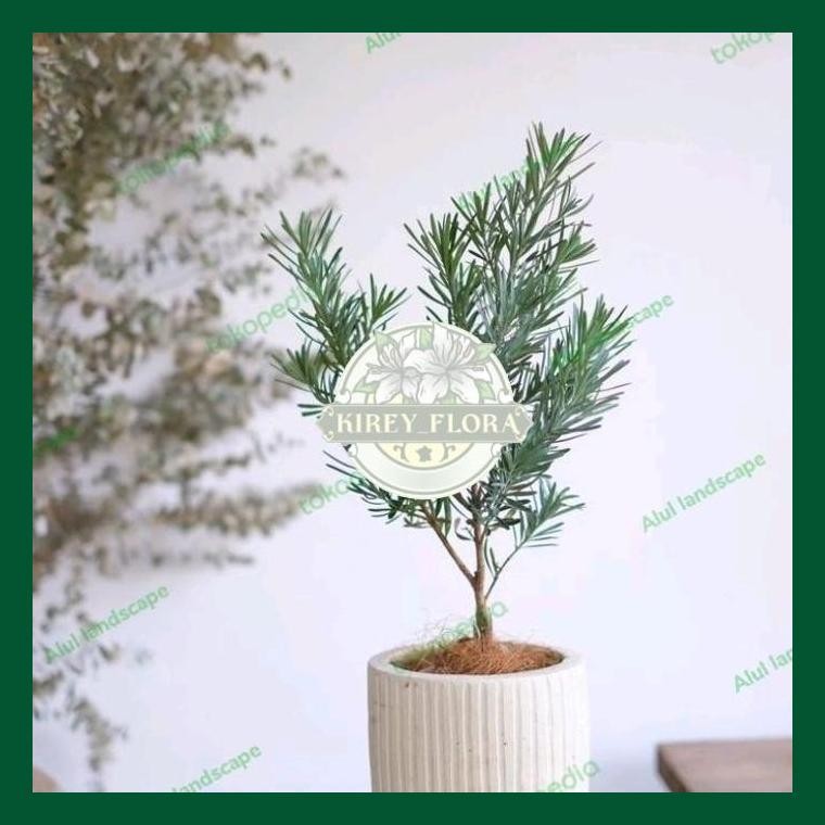 Tanaman Hias Lohansung Blue Ice - Lohansung Silver Blue Ice