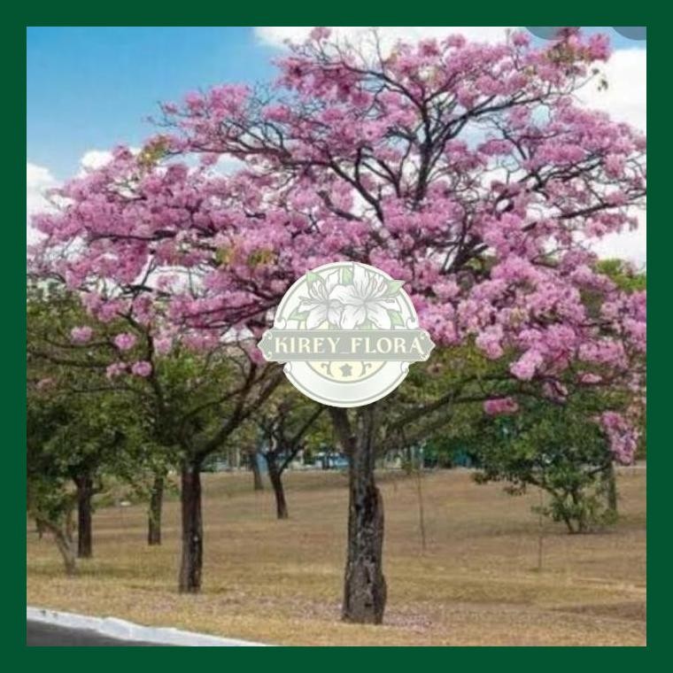Pohon Tabebuya Rosea Bunga Pink 2.5 Meter Pohon Pelindung Peneduh