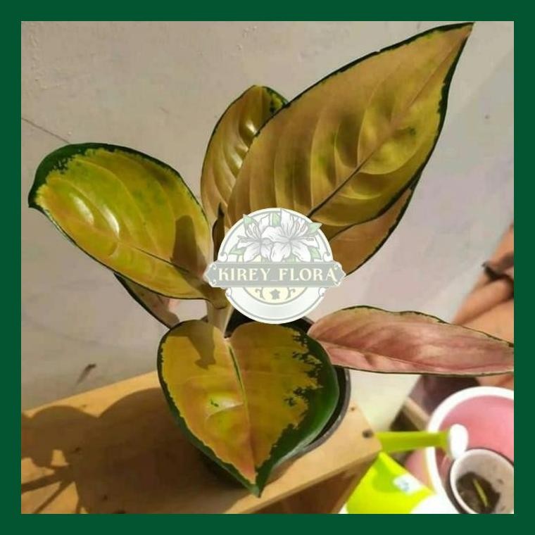 Aglonema Sultan Brunei Dewasa - Aglonema Sultan Brunei - Pohon Langka