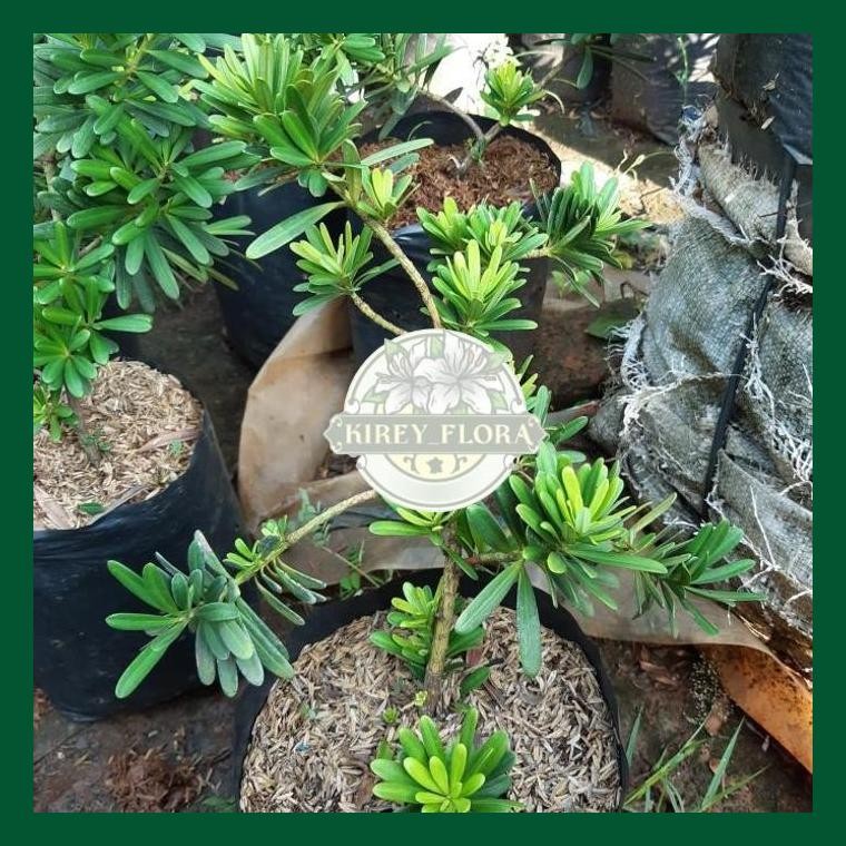 Bibit Lohansung Cincuan - Lohansung Sincuan - Bahan Bonsai Lohansung