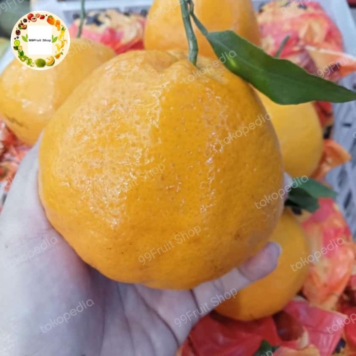 

BUAH JERUK DEKOPON JUMBO TANPA BIJI