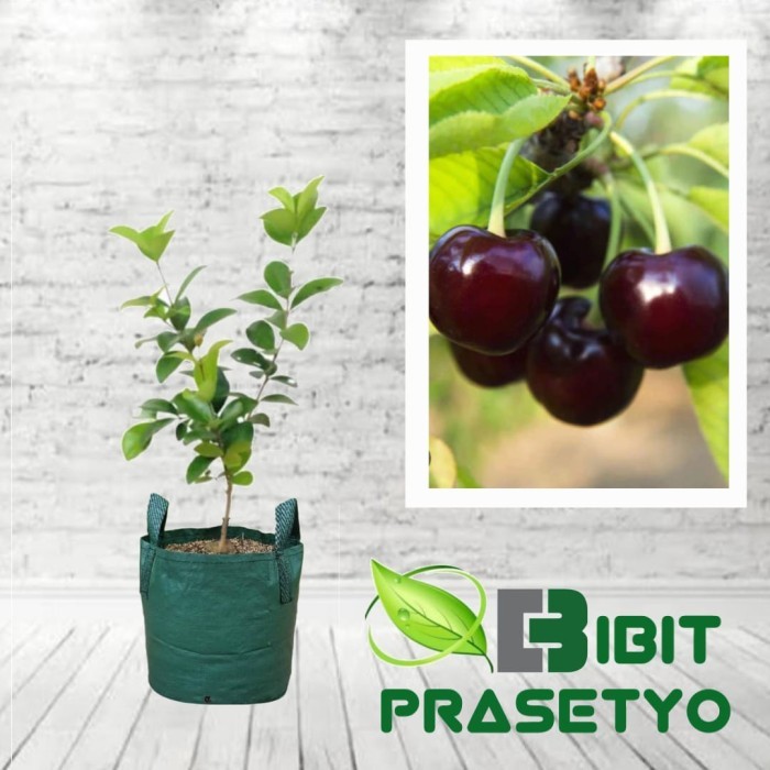 PROMO ~`~ Bibit cherry Black Grumichama ~~~