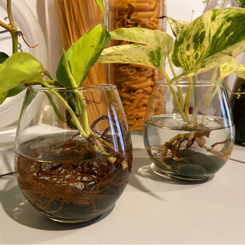 Ready Stock Vas Bunga Kaca Bulat / Vas Bubble / Pot Tanaman Air Hidroponik / Hiasan Meja / Aqurium
