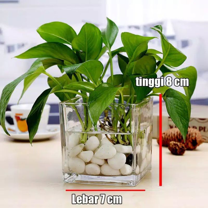 Rekomendasi Terbaik  Vas Bunga Kaca Kotak / Vas Aesthetic / Vas Bunga Persegi/ Vas Kaca Bening /