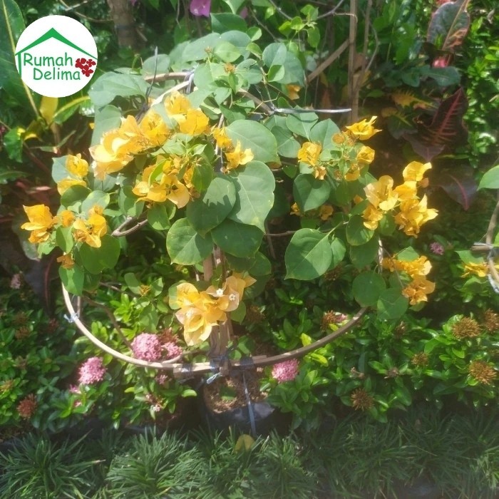 Tanaman Bougenville rimbun/ Bougenville bunga tumpuk pink