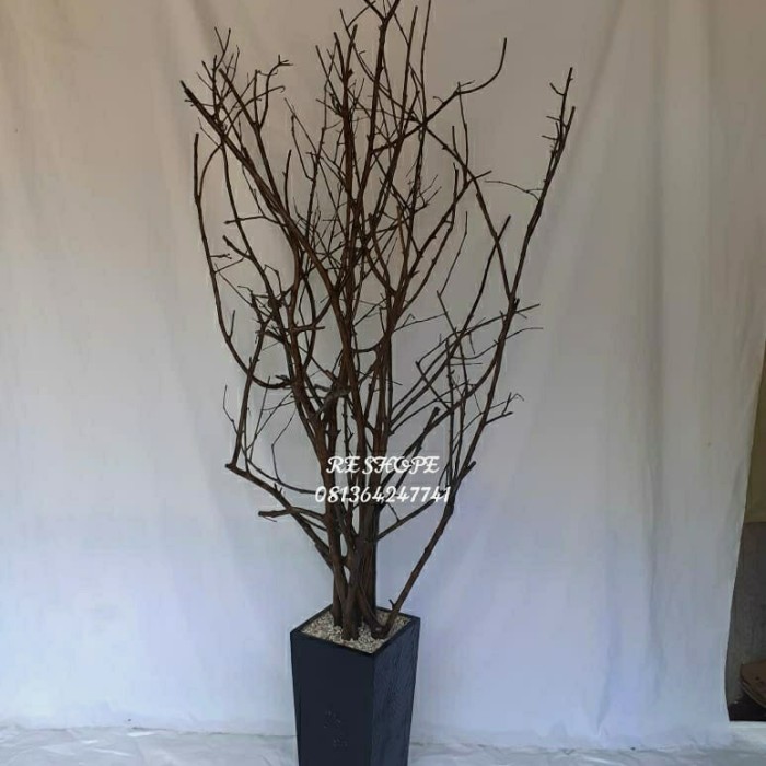 HOT SALE Pohon Ranting Kayu jambu Asli
