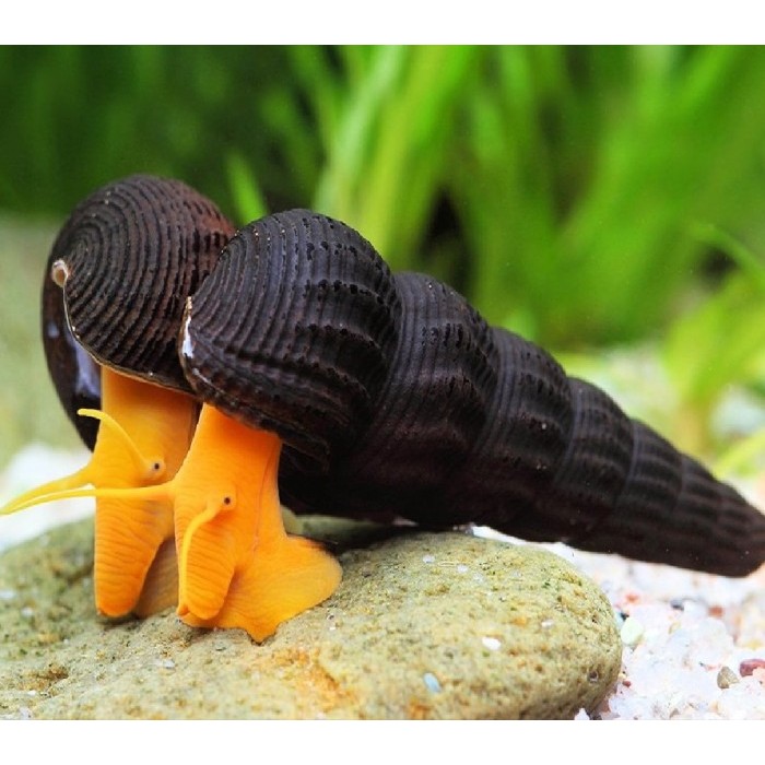 TERLENGKAP snail siput pemakan lumut aquarium air tawar / Orange rabbit