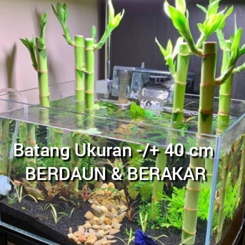 BERGARANSI aquascape bambu hoki/tanaman air/tanaman aquarium/aquascape/bambu hoki
