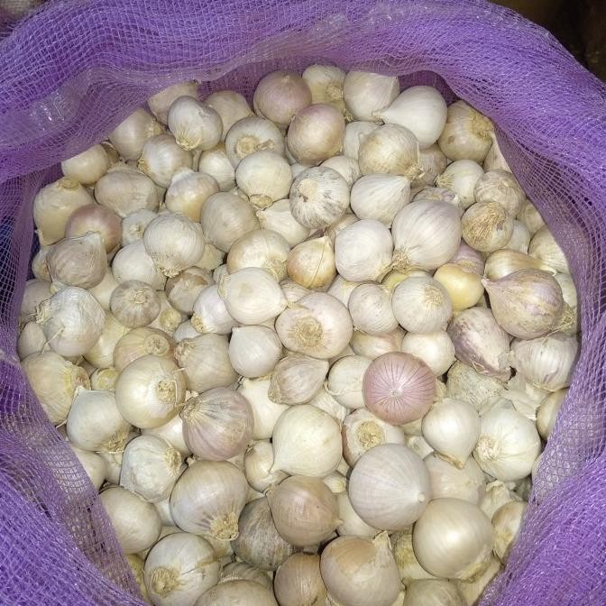 

BAWANG TUNGGAL BAWANG LAKI / TUKANG SAYUR JKT ORIGINAL
