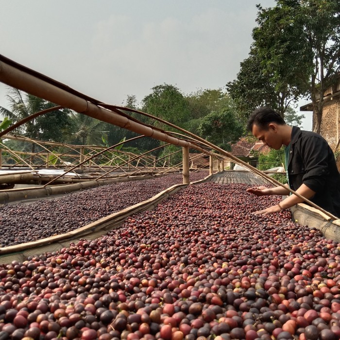 

Green Bean /Biji Kopi Robusta Aceh Gayo Grade 1 Greenbean Robusta Gayo