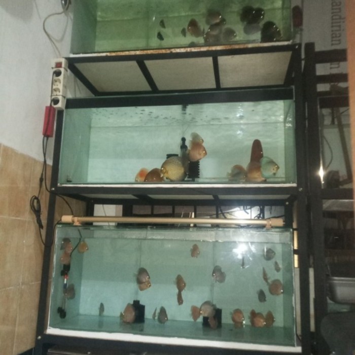 Rak aquarium 50x100 3 susun