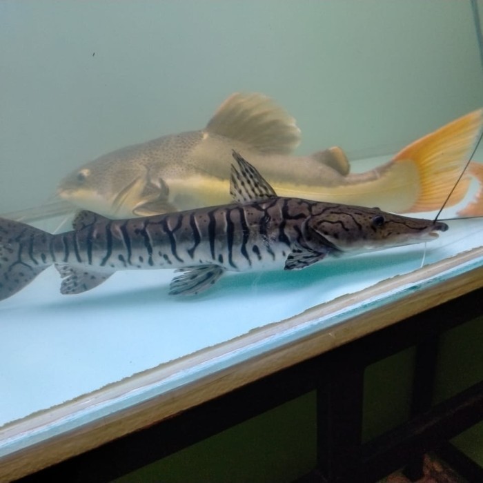 Hiasan Aquarium Ikan Tiger Catfish TSN BIG SIZE Jumbo