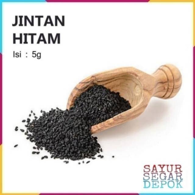 JINTEN HITAM / JINTEN HABATUS"SAUDAH