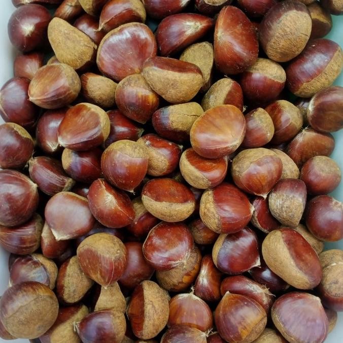 

Murah Kacang Chesnut Mentah 1Kg
